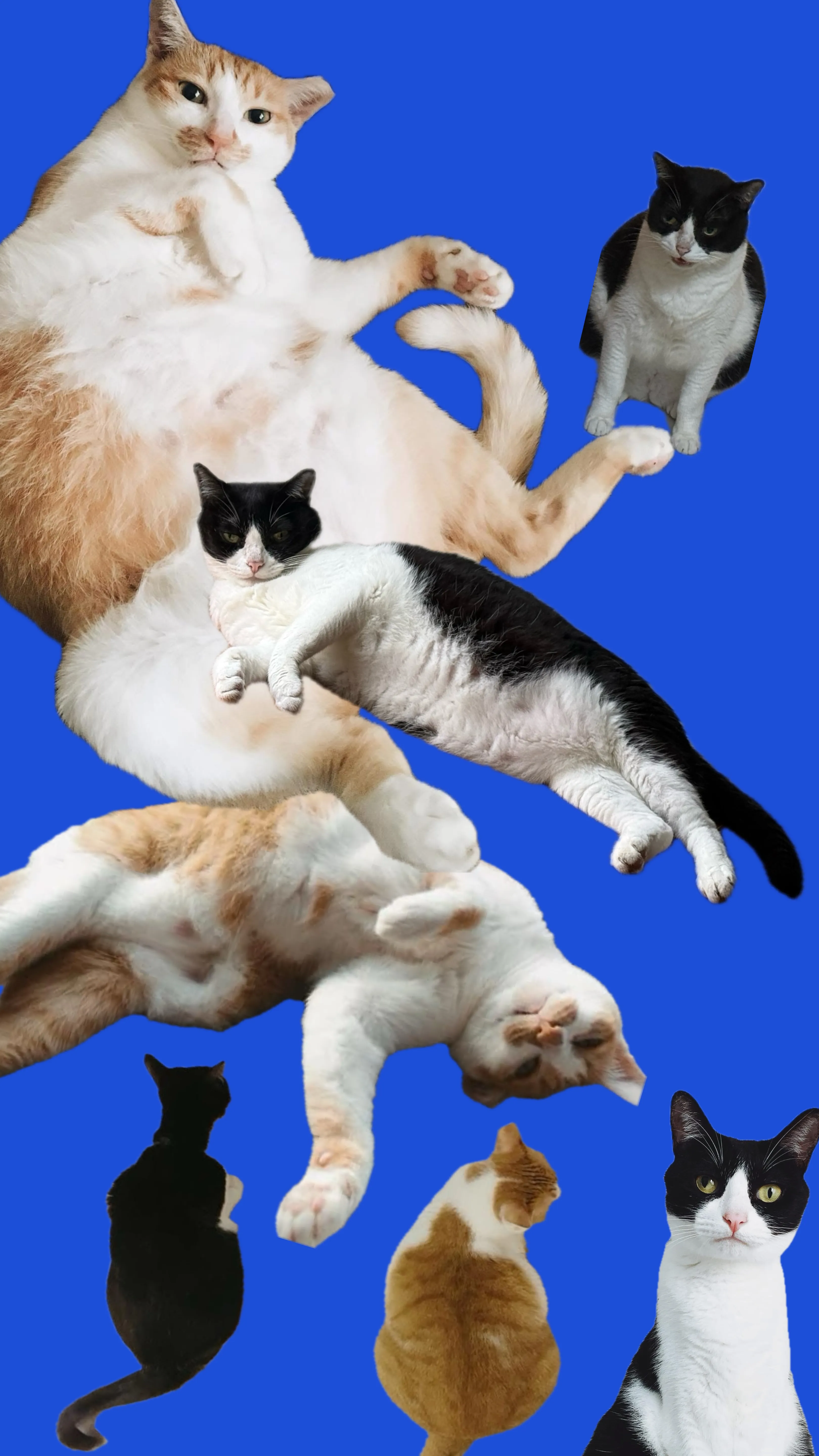 Cats arranged against a blue background.